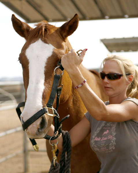 Comment manipuler les chevaux depuis le sol