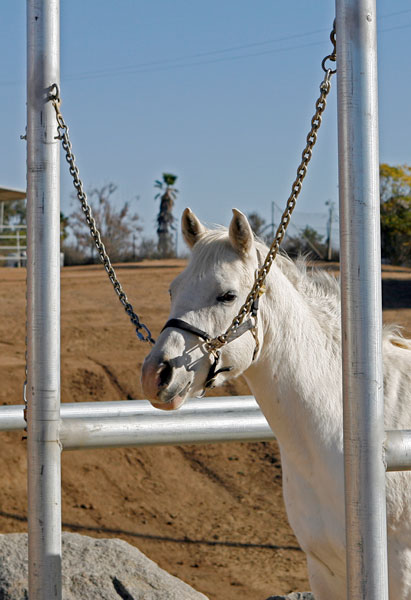 Comment manipuler les chevaux depuis le sol