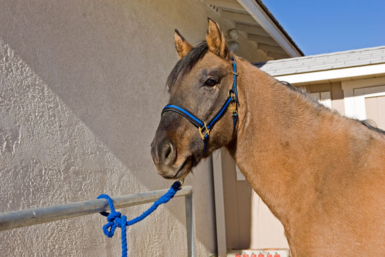 Comment manipuler les chevaux depuis le sol