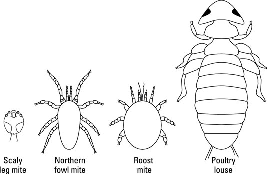 Parasites externes de la volaille : poux et acariens