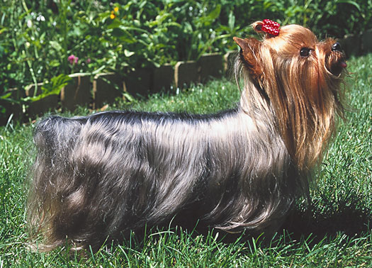 Savoir à quoi ressemble un Yorkshire Terrier idéal