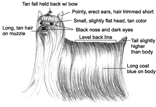 Savoir à quoi ressemble un Yorkshire Terrier idéal