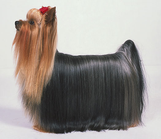 Savoir à quoi ressemble un Yorkshire Terrier idéal