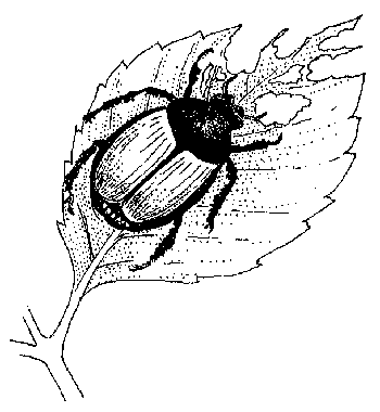 Identifier et contrôler les insectes qui s'attaquent aux roses