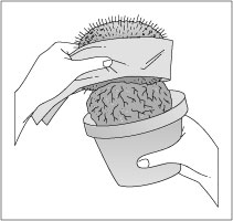 Utilisation de cactus dans un jardin en conteneurs nécessitant peu d'entretien