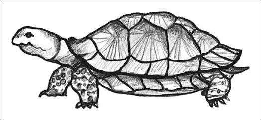 Comprendre les tortues et les tortues