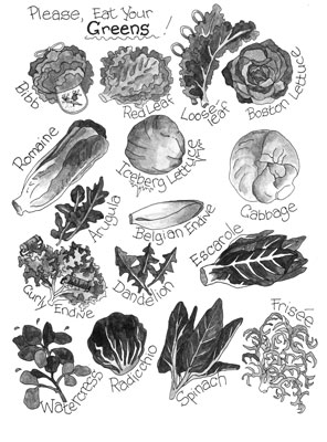 Identifier les laitues (ou légumes verts doux)