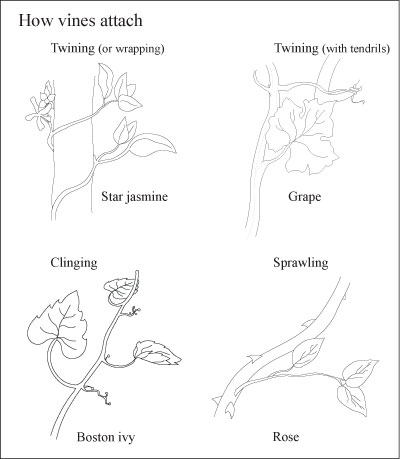 Considérez les vignes pour votre paysage