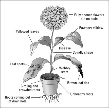 Vérification de la maladie/de la détresse lors de l'achat de plantes d'intérieur