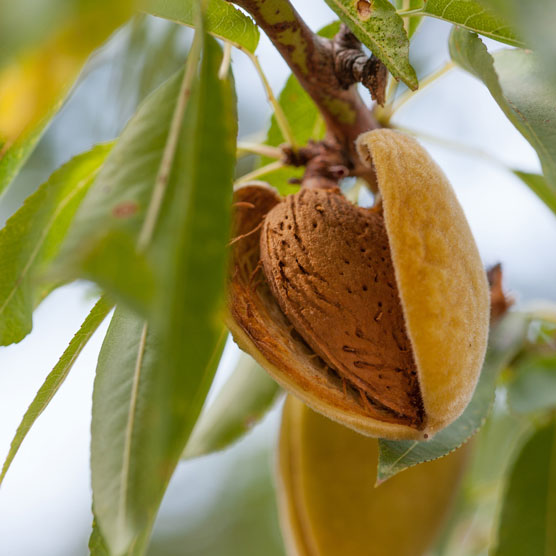 10 aliments anti-inflammatoires