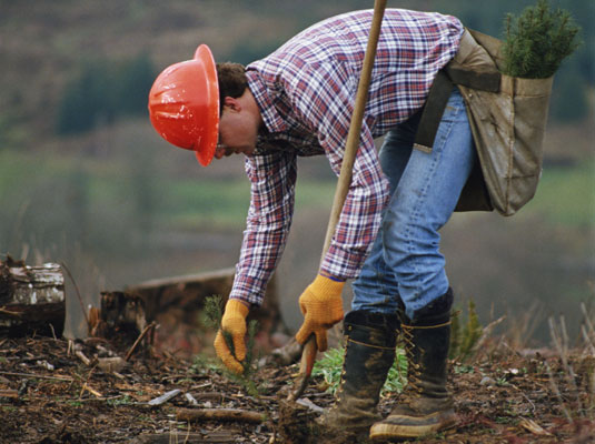 Planter des arbres : un projet communautaire vert