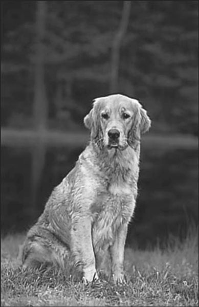 Adopter un Golden Retriever plus âgé
