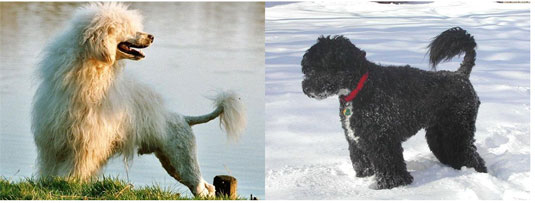 À quoi ressemble un chien d'eau portugais ?