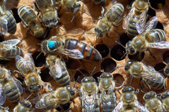 Qu'est-ce qui fait qu'une reine des abeilles est une reine ?