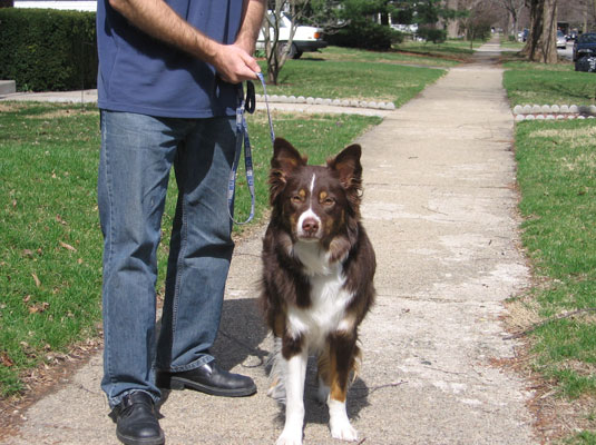 Comment dresser votre chien à ne pas tirer sur la laisse