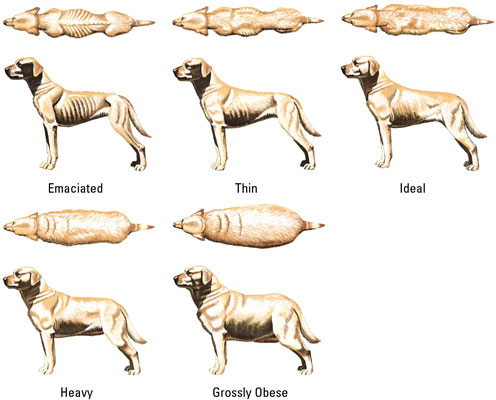 Comment évaluer le poids de votre chien