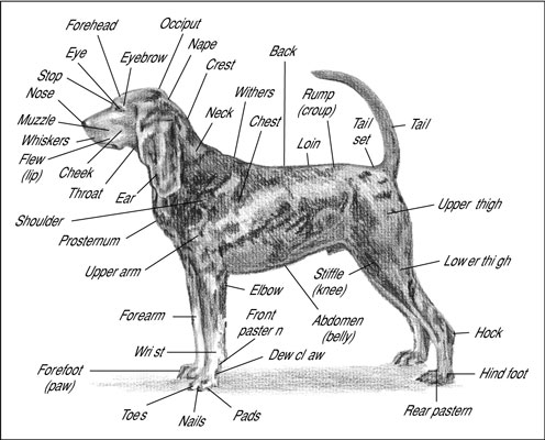 Anatomie du chien de la tête à la queue