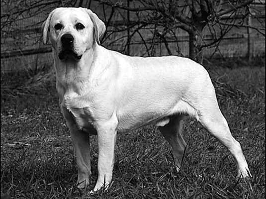 Labrador Retrievers : le standard de la race AKC