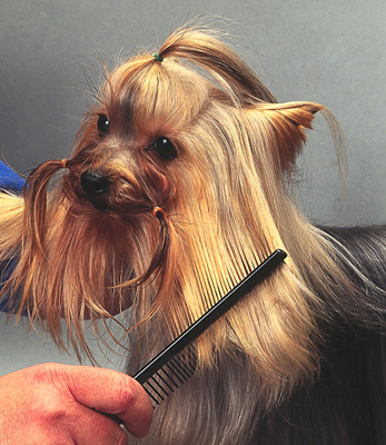 Comment obtenir le look traditionnel du Yorkshire Terrier