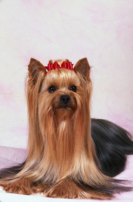 Comment obtenir le look traditionnel du Yorkshire Terrier