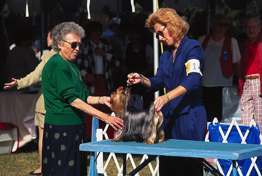 Spectacles et compétitions pour votre Yorkshire Terrier