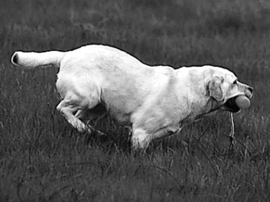 Spectacles et compétitions pour votre Labrador Retriever