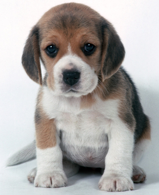 Le Beagle est-il la race qui vous convient ?