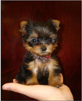 Caractéristiques des Yorkies Teacup