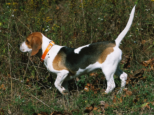 Spectacles et compétitions pour votre Beagle