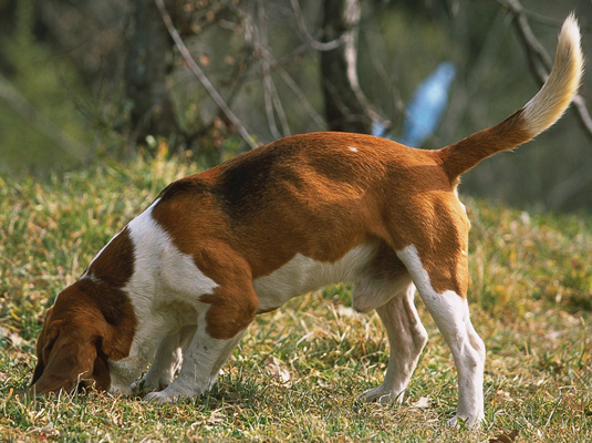 Spectacles et compétitions pour votre Beagle