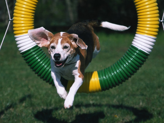 Spectacles et compétitions pour votre Beagle