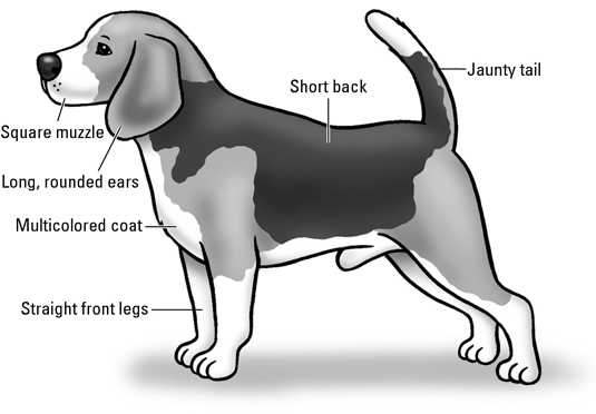 Beagles : le standard de la race AKC