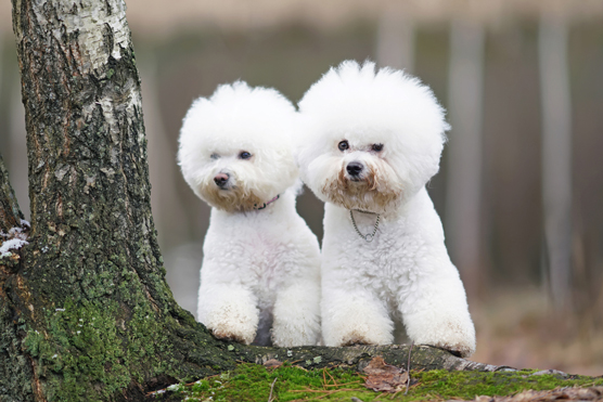 Chiens de créateurs : un panier de jouets hybrides