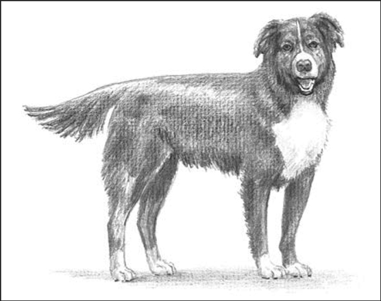 Chiens de créateurs : hybrides Border Collie