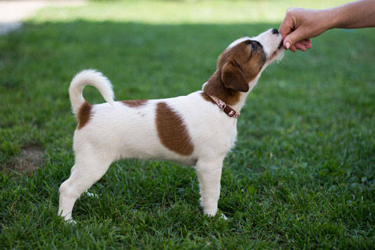 Aide-mémoire Chiots pour une familleAujourd'hui