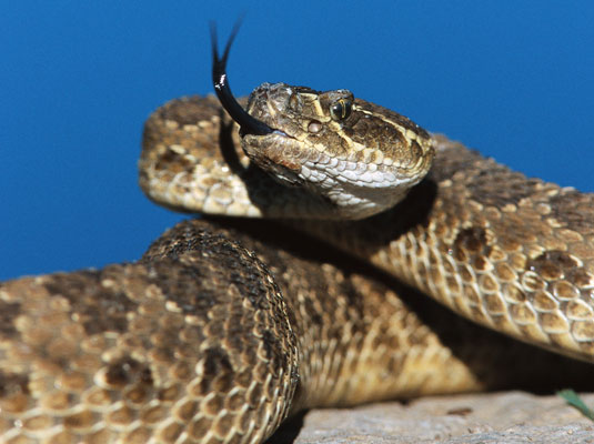 Que faire si votre chien est mordu par un serpent