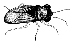 Insectes bénéfiques dans le jardin