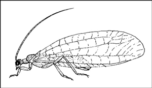 Insectes bénéfiques dans le jardin