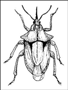 Insectes bénéfiques dans le jardin