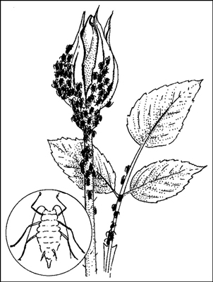 Combattre les parasites du jardin de manière biologique