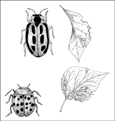 Combattre les parasites du jardin de manière biologique