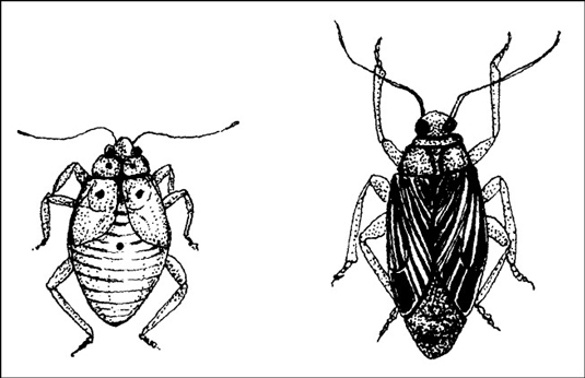 Combattre les parasites du jardin de manière biologique