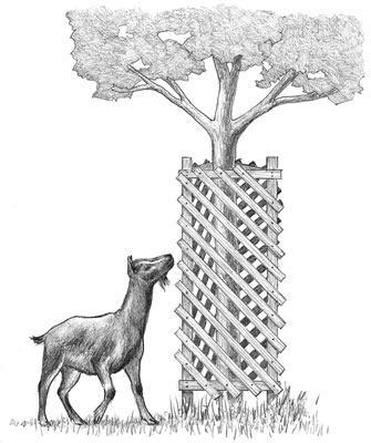 Comment faire des arbres à l'épreuve des chèvres