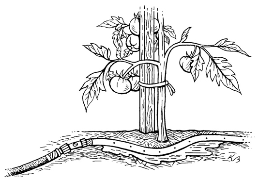 Systèmes d'arrosage pour votre potager