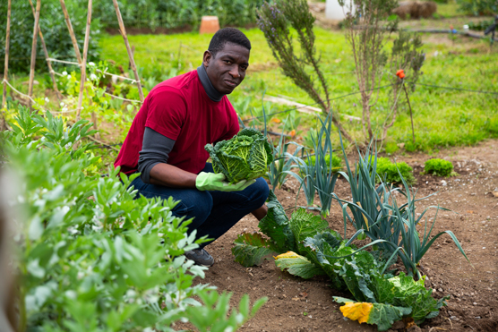 Les cinq S du succès du potager