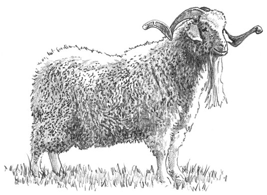 Choisir des races de chèvres pour la fibre