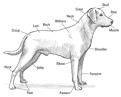 L'anatomie d'un labrador retriever