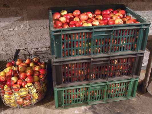 Homesteading: Comment préparer les aliments pour la conservation au froid