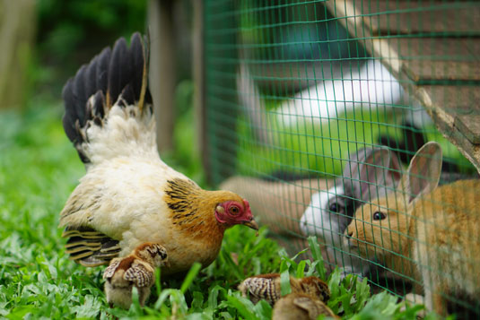 Au-delà des poulets : du bétail pour votre ferme d'arrière-cour