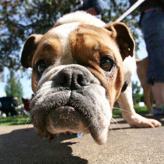 L'intelligence et les émotions de votre chien